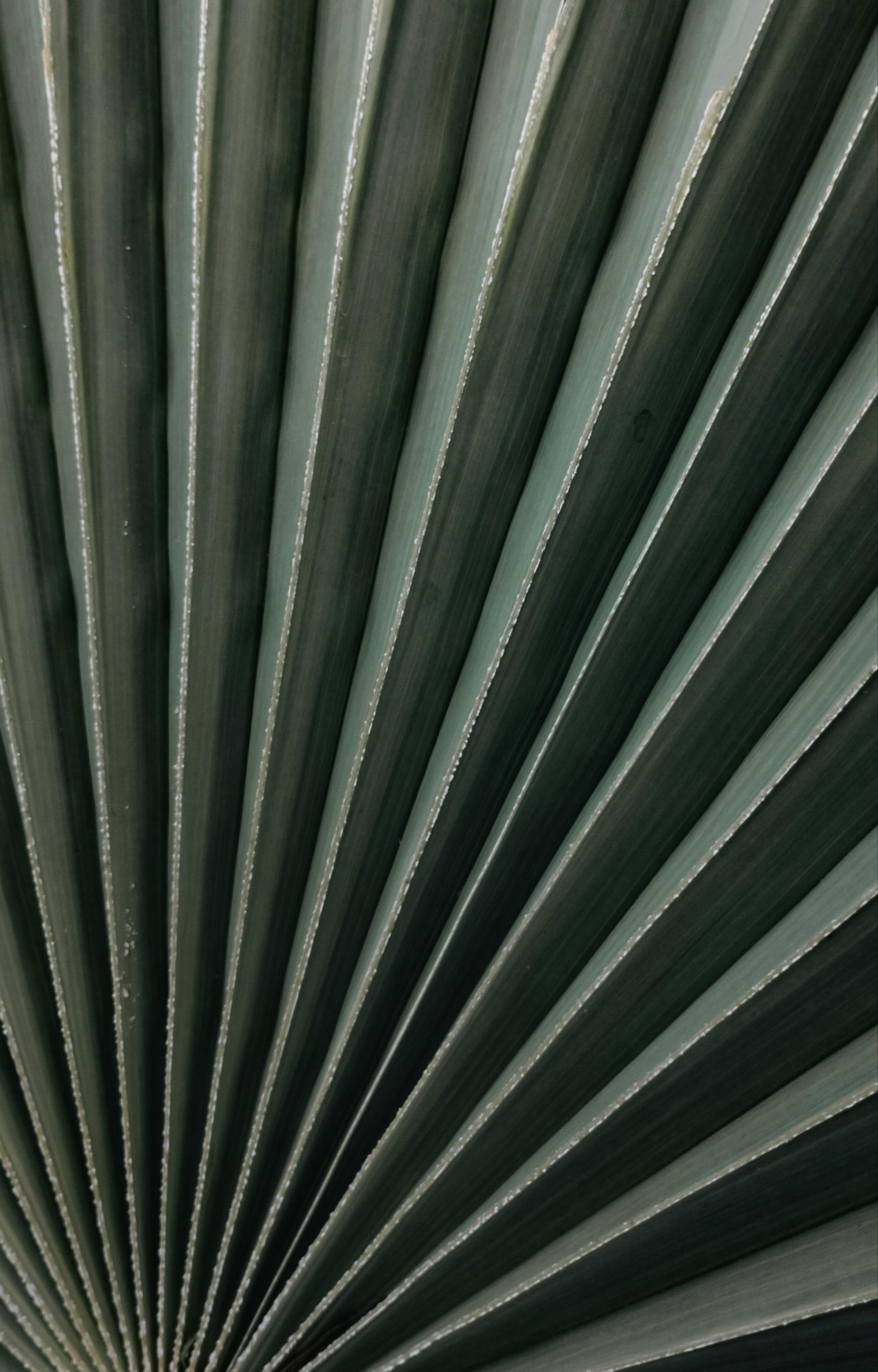 Gratis Primo piano dettagliato di una foglia di palma verde scuro, che ne evidenzia le linee diagonali e la consistenza intricata. Foto a disposizione