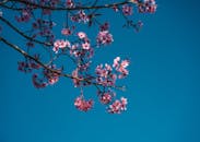 Cherry Blossom Branch Against Blue Sky in Thailand