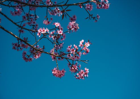 Vibrant cherry blossom branches set against a clear blue sky, photographed in Thailand.