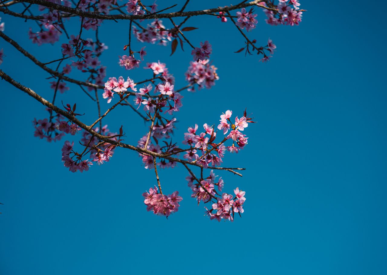 vibrant cherry blossom branches set against a clear blue sky photograp