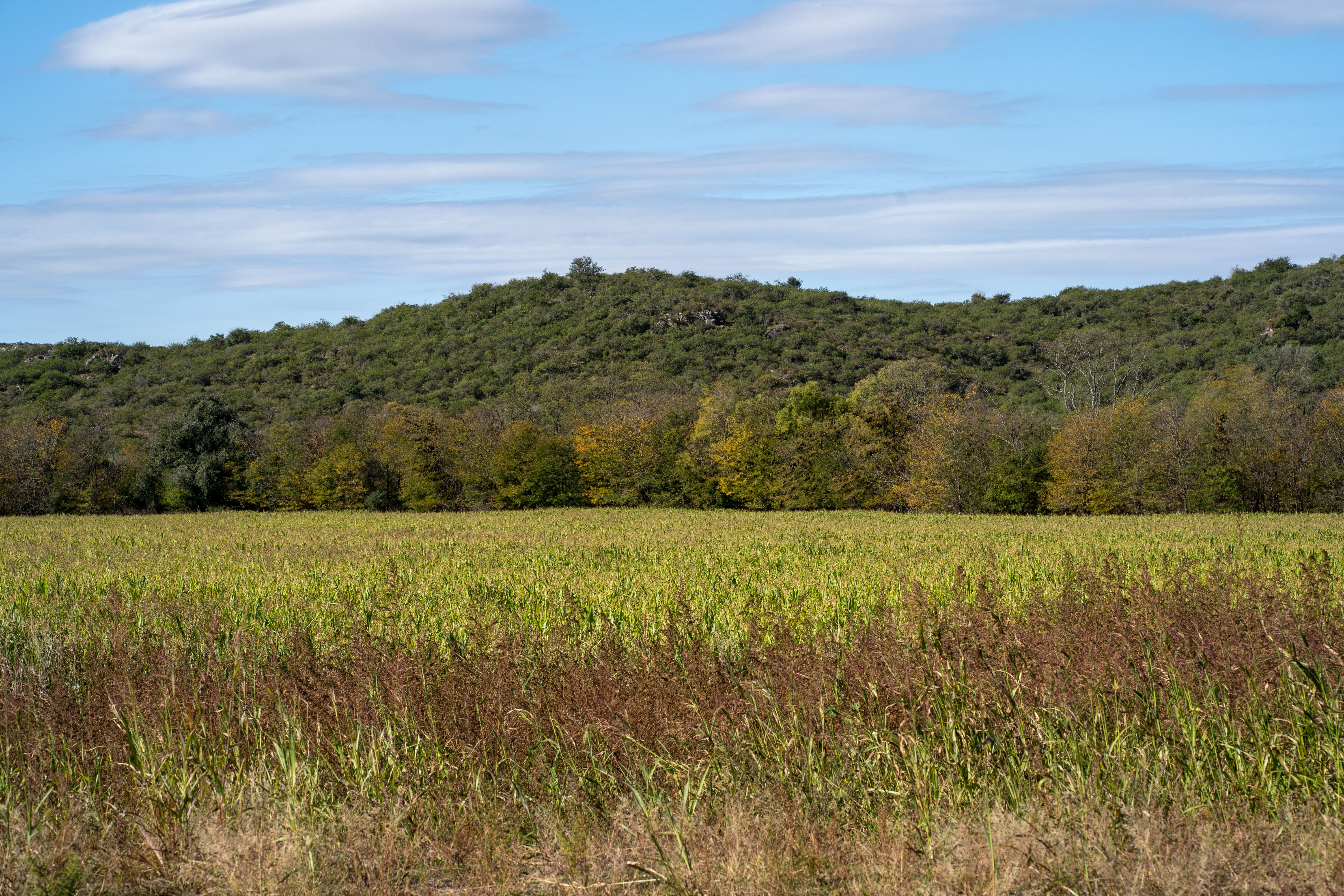 Explore the serene beauty of Río de los Sauces with this autumn landscape photo showcasing lush fields and rolling hills.