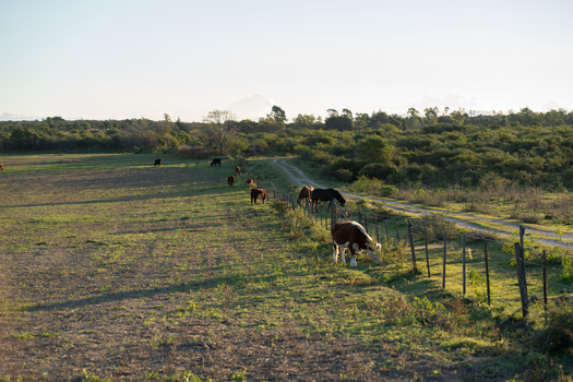 Grazing cattle in a rural Argentine farm landscape during fall season.