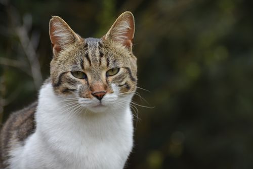 Free A serene close-up portrait of a tabby domestic cat in a natural outdoor setting. Stock Photo
