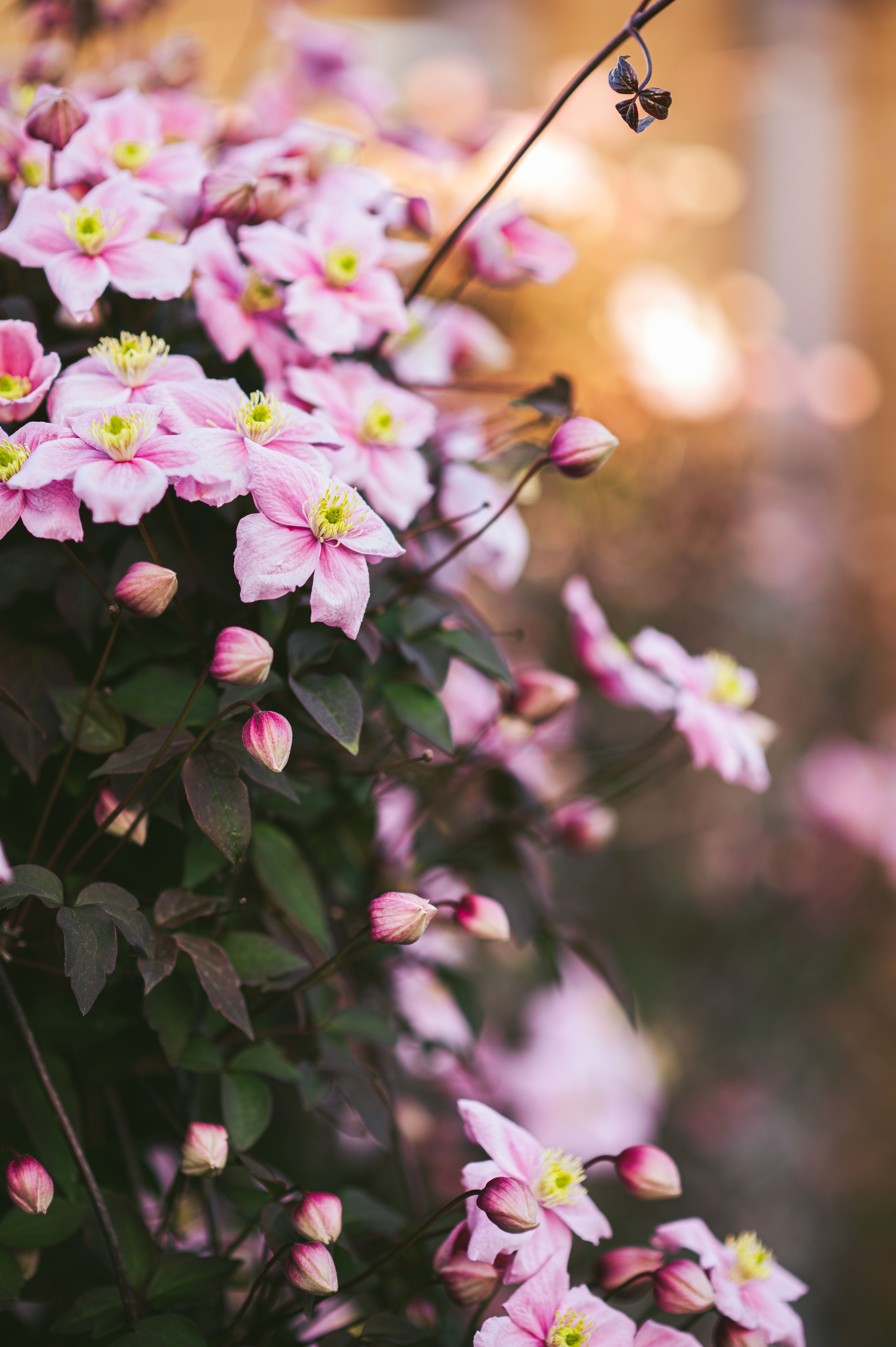 [ColoSach]-delicate-pink-clematis-flowers-bloom-with-vibrant-beauty,-evoking-a-sense-of-spring-renewal.