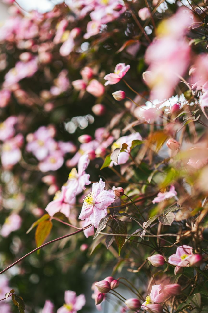 climbing rose and clematis on tree