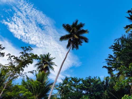 Free Tall palm trees under a vibrant blue sky with scattered clouds in a tropical setting. Stock Photo