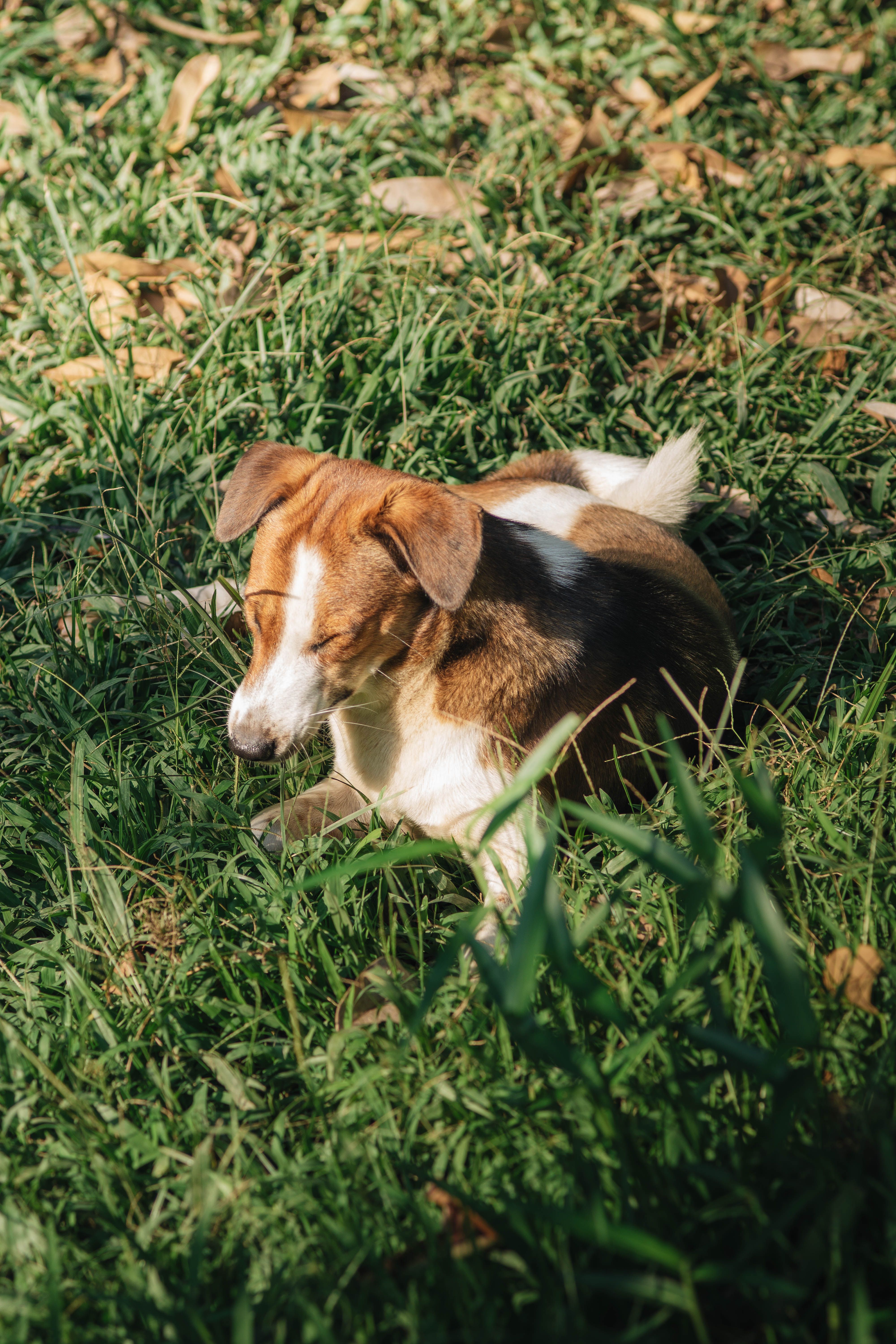 Cute Dog Relaxing in Sunny Grass · Free Stock Photo