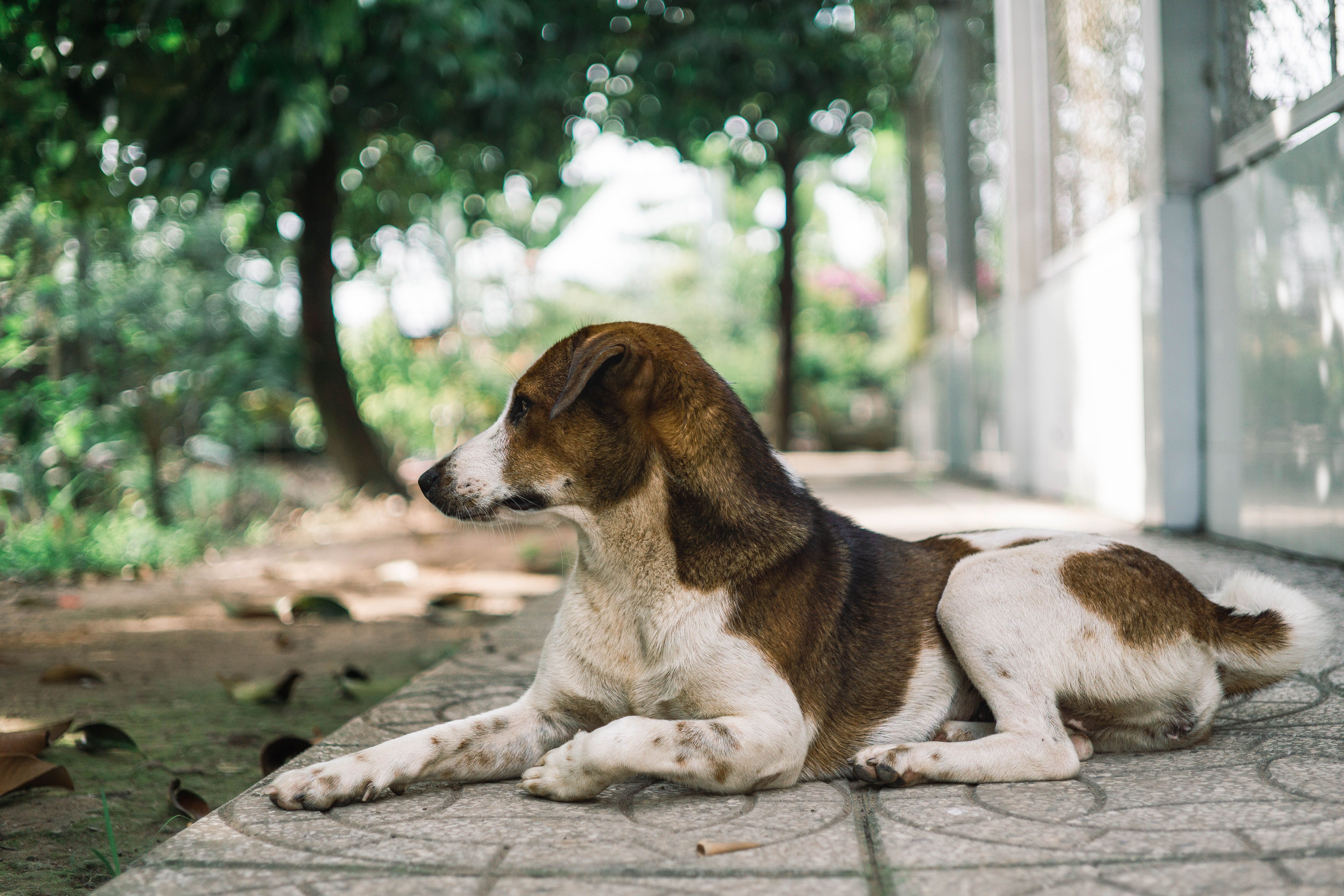 Portrait of a dog at a veterinary clinic