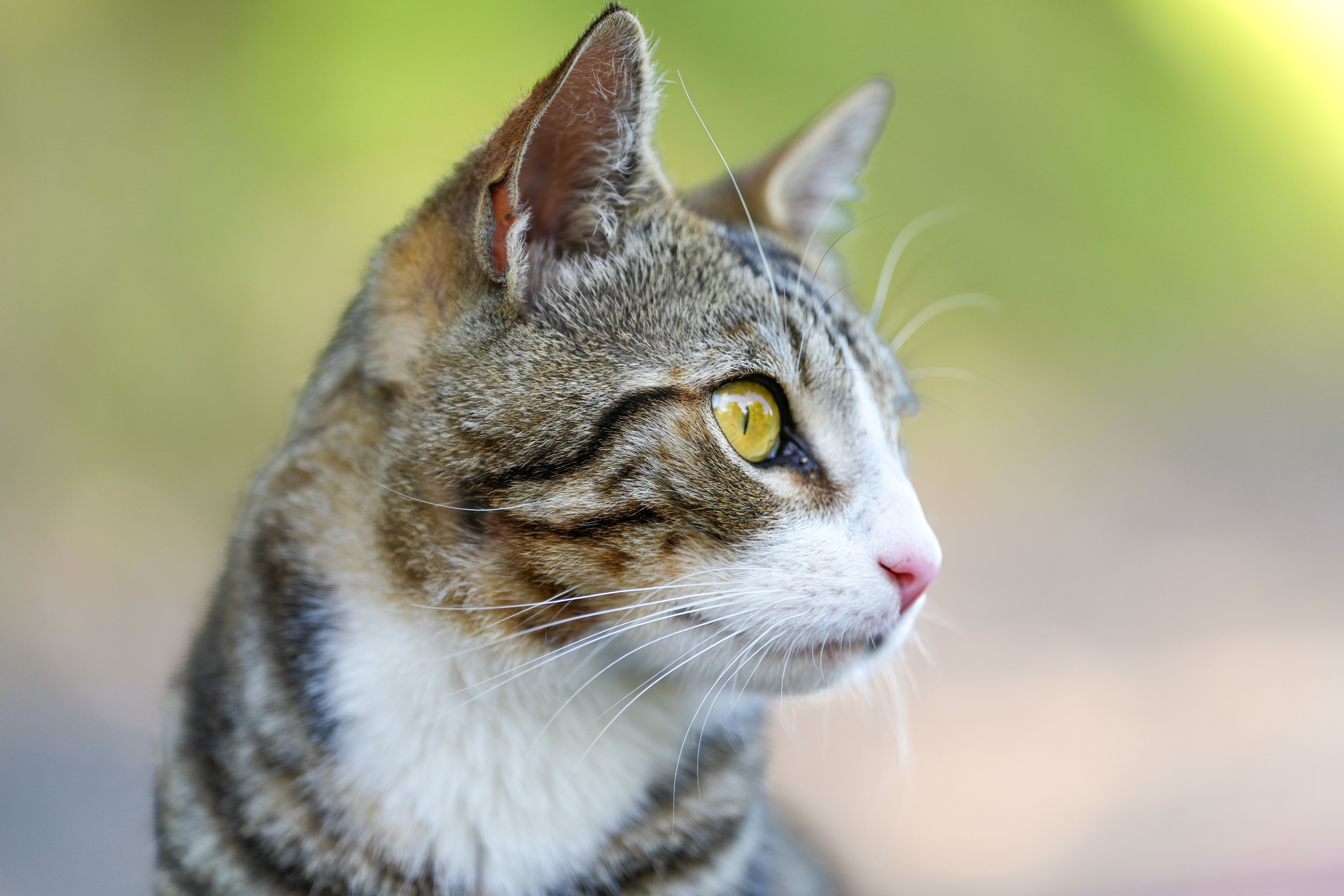 Close-Up Portrait of a Tabby Cat Outdoors · Free Stock Photo