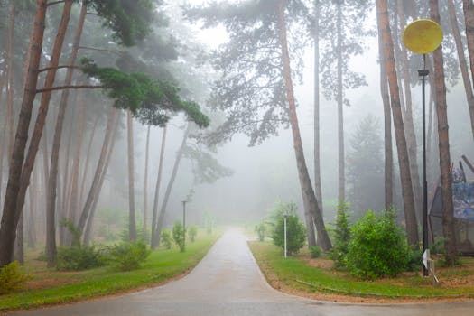 A tranquil pathway through a foggy pine forest, offering serenity and fresh air.