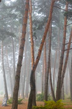 Tranquil misty pine forest scene capturing the serene atmosphere of nature.