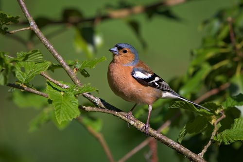 Free A vibrant male chaffinch perched on a lush green tree branch, showcasing its colorful plumage. Stock Photo