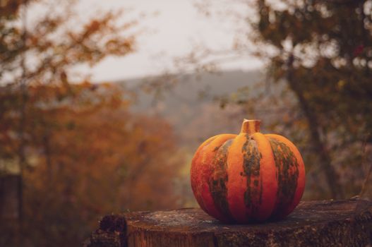 A vibrant pumpkin sits on a tree stump surrounded by autumn foliage.