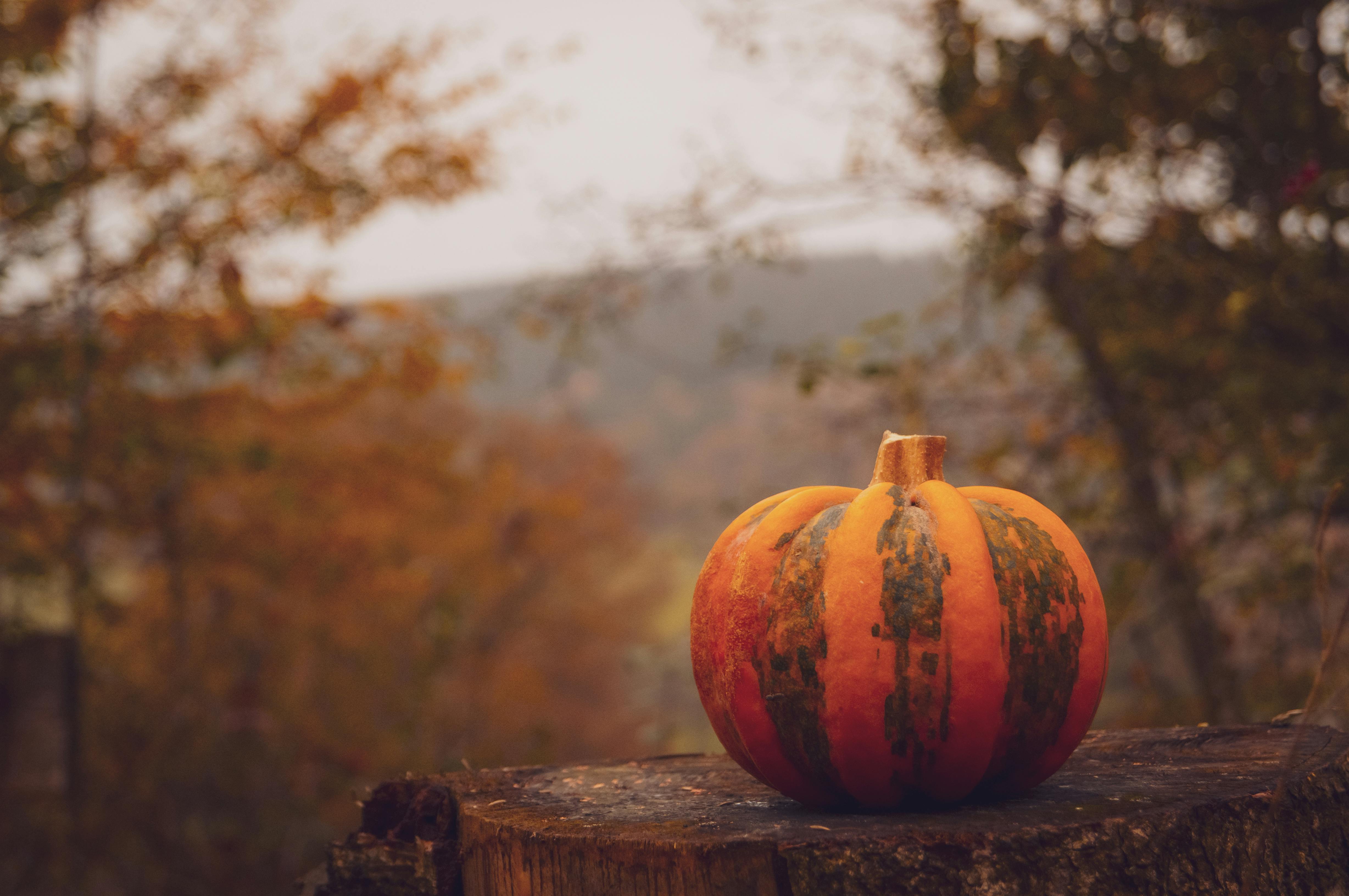 Autumn Pumpkin on Tree Stump in Forest · Free Stock Photo, image size:4912x3264