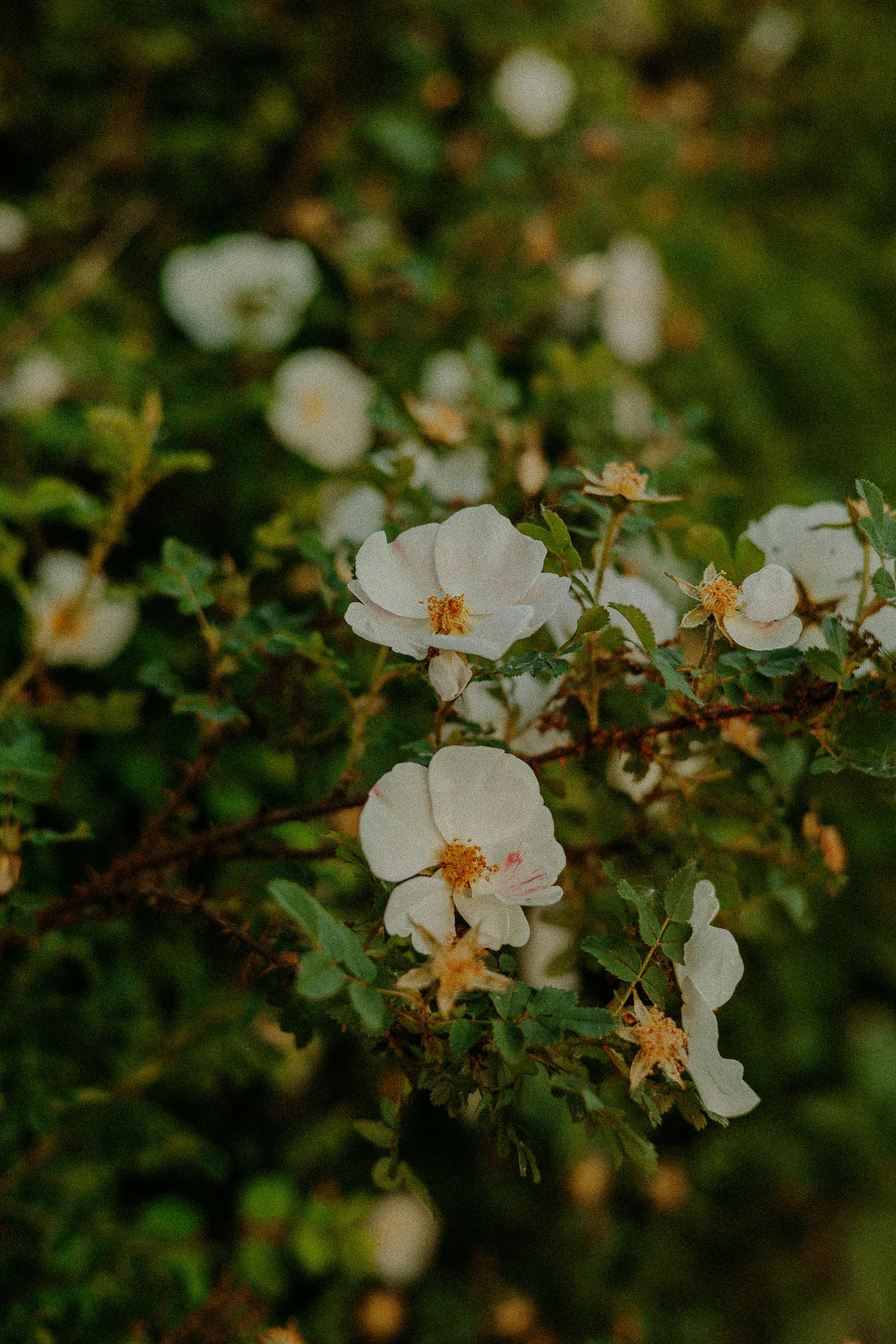 [ColoSach]-delicate-white-roses-amidst-vibrant-green-foliage,-creating-a-serene-natural-scene.