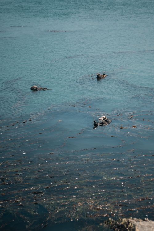 Free A serene scene of sea otters floating peacefully in calm blue waters, showcasing ocean wildlife. Stock Photo