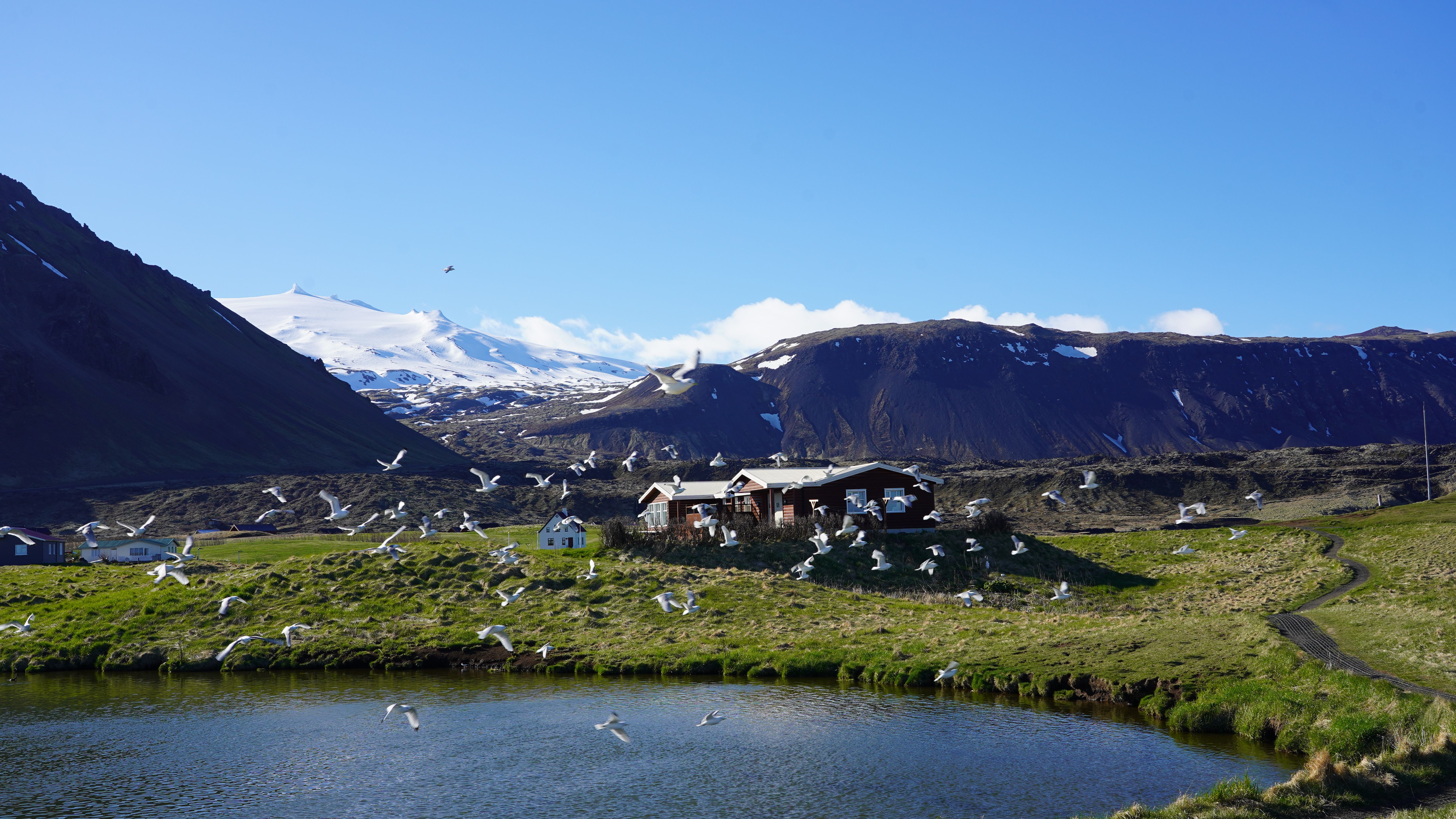 Peaceful Icelandic landscape featuring birds, snow-capped mountains, and rural homes.