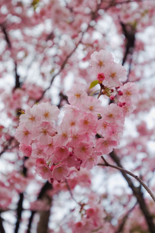 Free Vibrant cherry blossoms in full bloom during springtime in Toronto, Canada. Stock Photo