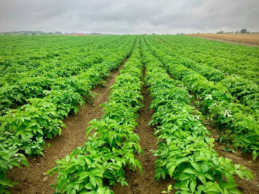 Expansive green potato fields under cloudy skies, representing sustainable agriculture.