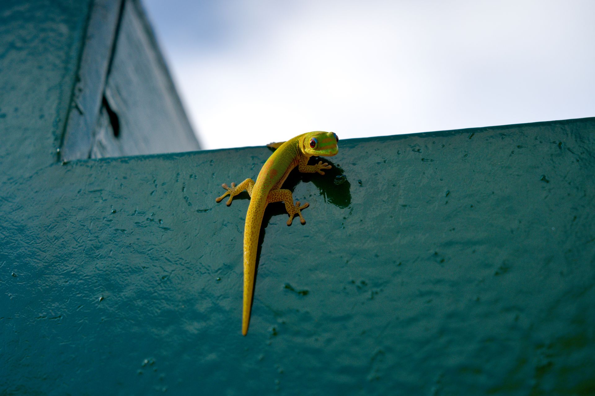 A vibrant gecko clinging to a green wall under a clear sky. Perfect for nature-themed content.
