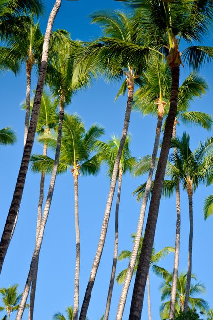 Vibrant palm trees reaching towards a clear blue sky, epitomizing tropical serenity.