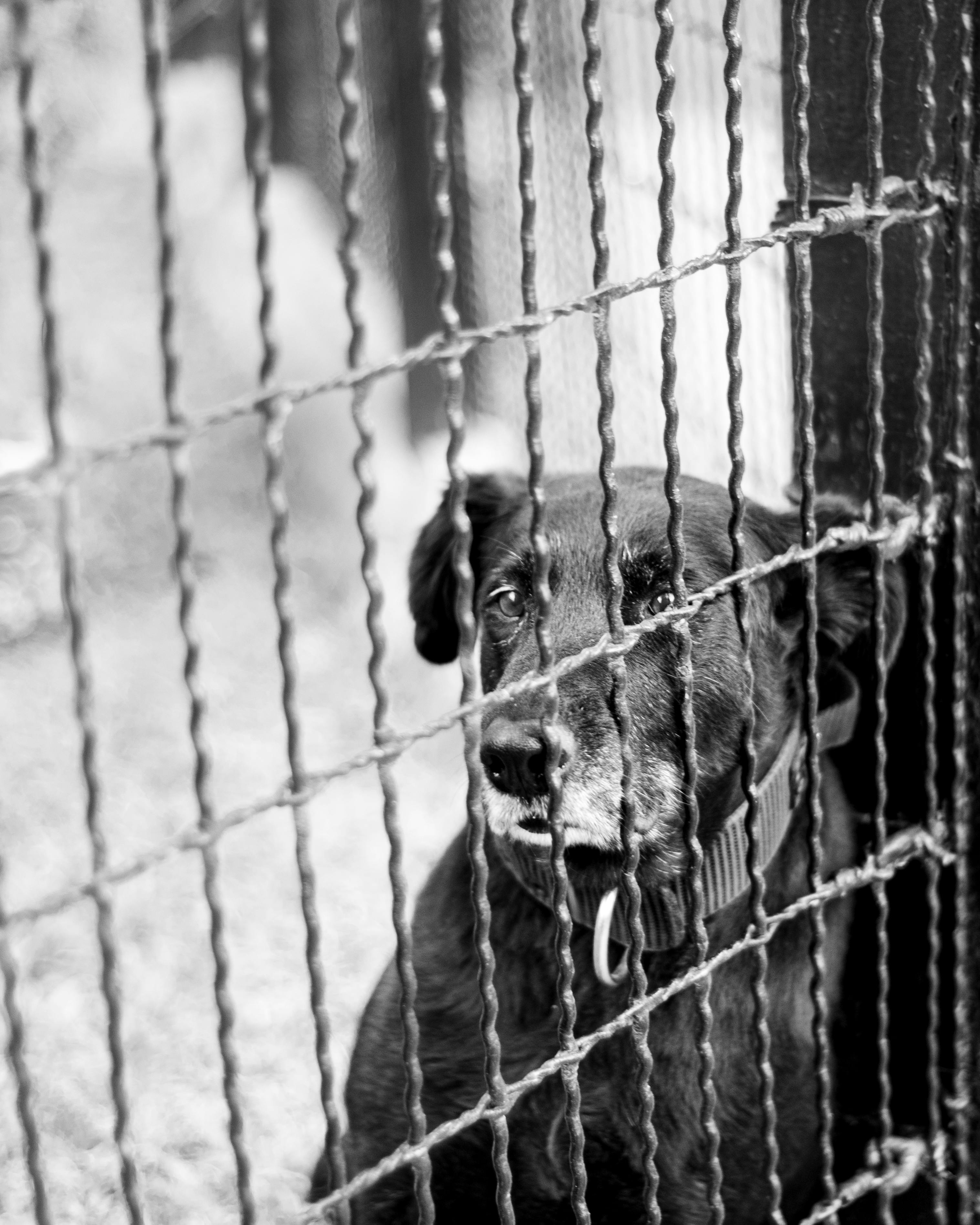 dog-kenneling-photos-download-the-best-free-dog-kenneling-stock-photos