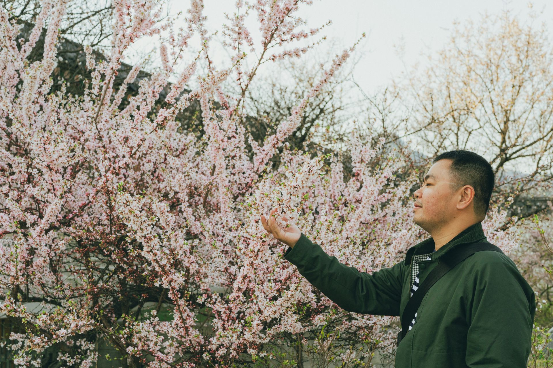 A serene moment of a man appreciating cherry blossoms in a Seoul park during spring.
