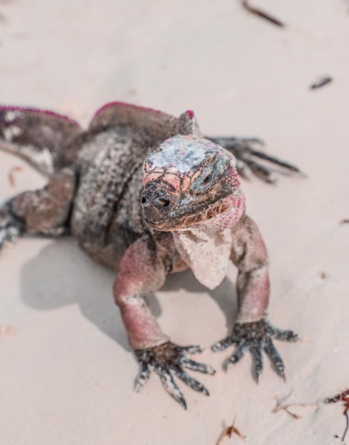 From above of iguana large species of lizard sitting on white sand at daytime