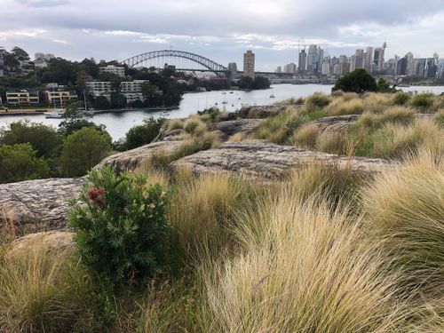 Free A breathtaking view of Sydney Harbour Bridge from a grassy hilltop in a city park. Stock Photo