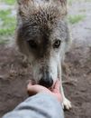Crop anonymous person reaching hand to fluffy dog standing on dirty ground at daytime