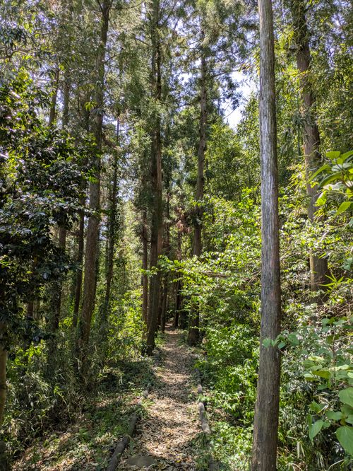Free Serene forest path surrounded by towering trees and dense greenery on a sunny day. Stock Photo