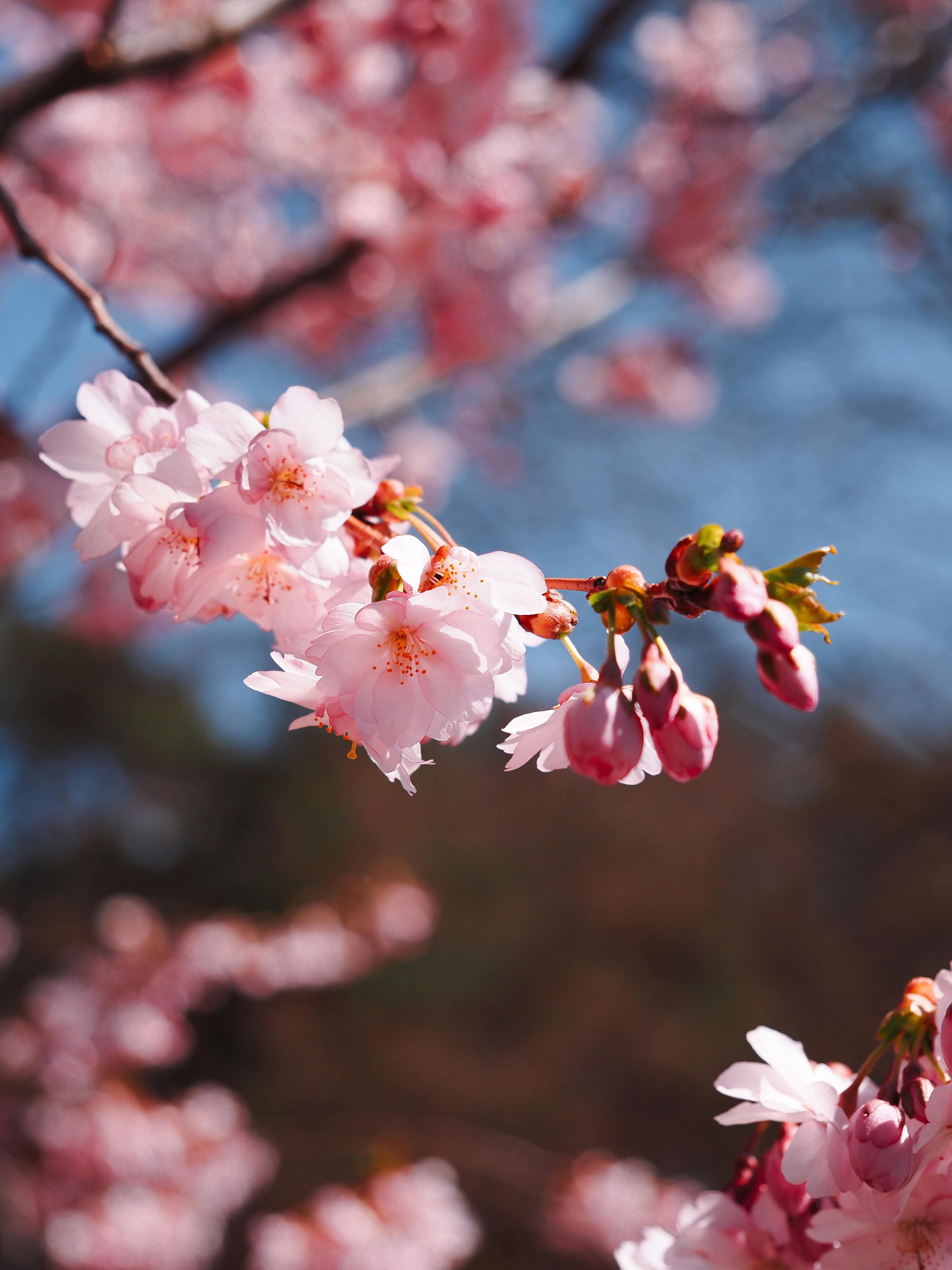 Close-up of pink cherry blossoms in spring, capturing nature's delicate beauty.