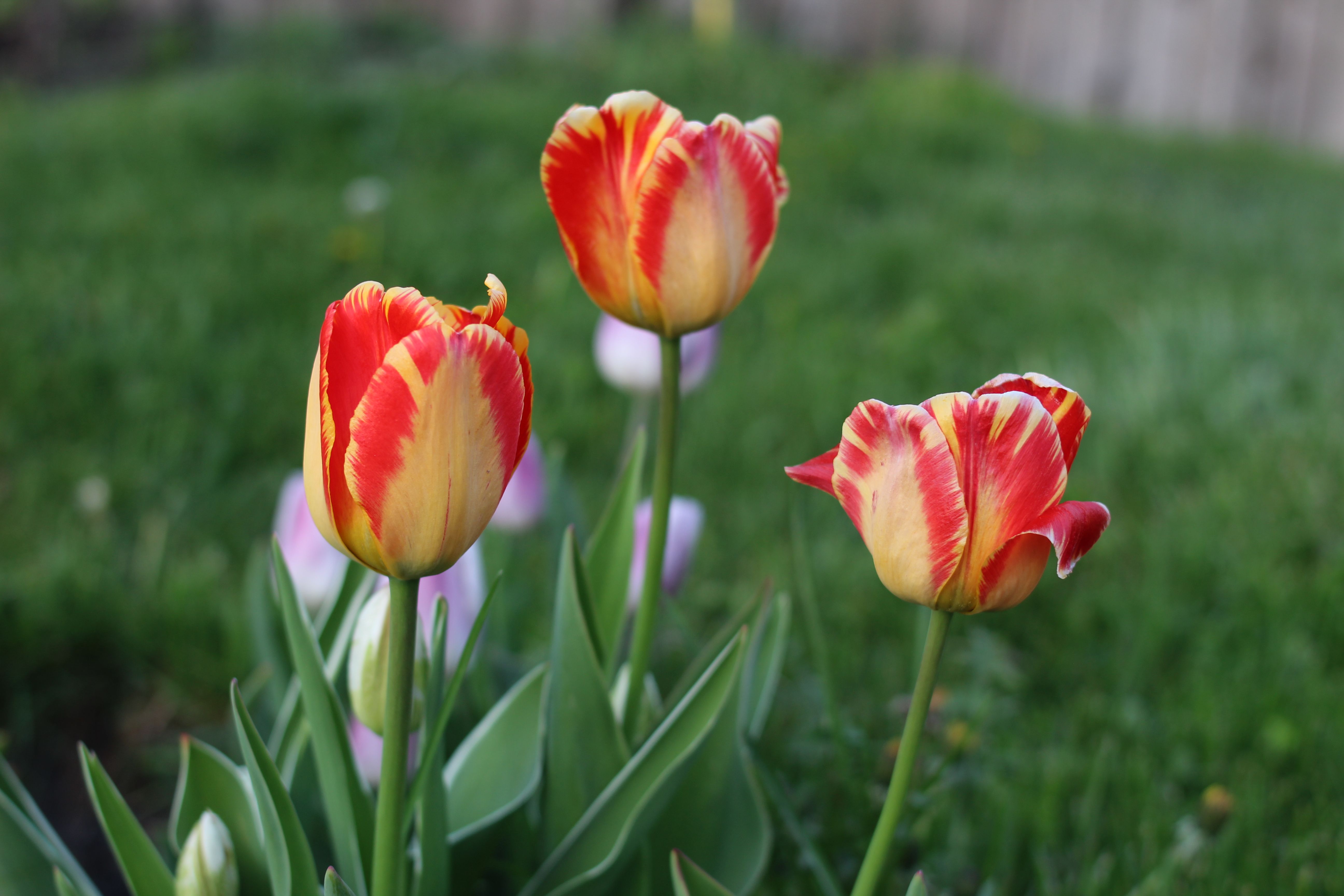 Close-up of vibrant red and yellow tulips in a lush green garden during spring.