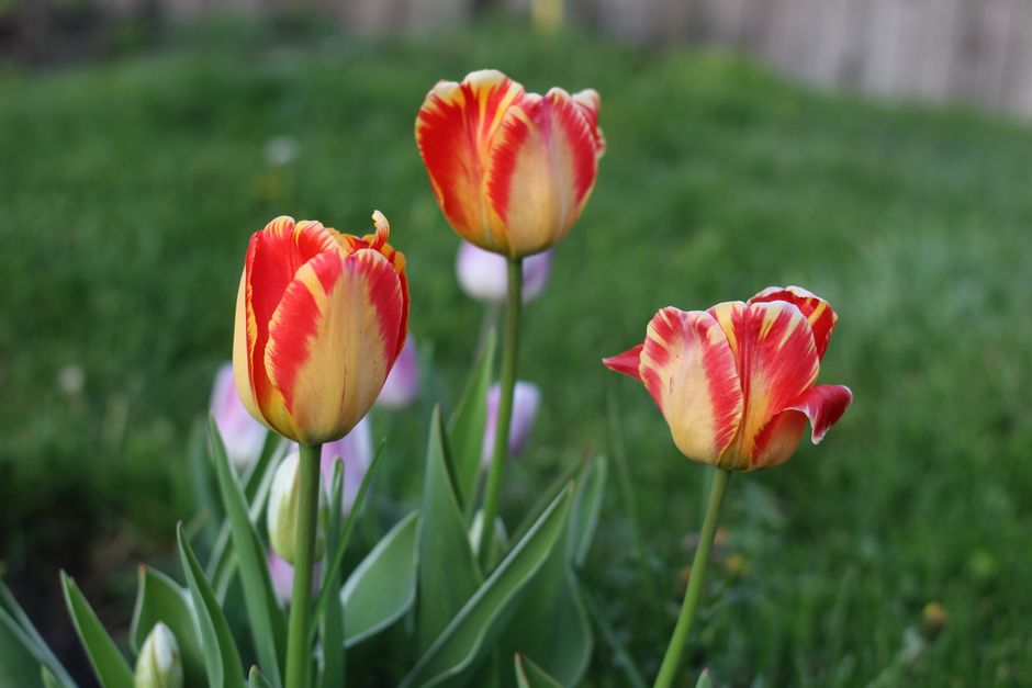 Close-up of vibrant red and yellow tulips in a lush green garden during spring.