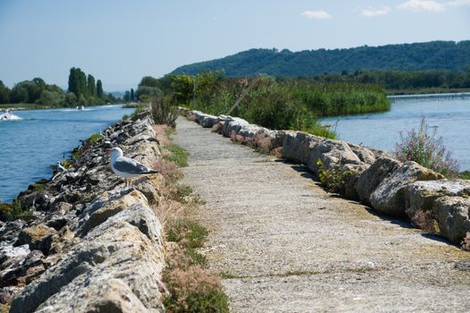 A serene image of a seagull on a lakeside path with lush vegetation and distant hills.