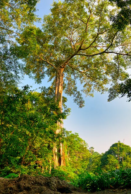  Common Diseases that Shorten the Lifespan of a Pecan Tree 