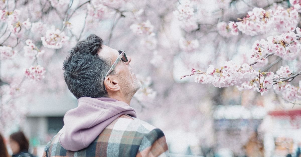 Printemps Japon : Guide Voyage Sakura 2026