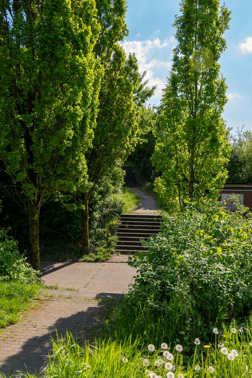 Sunlit Pathway Through Lush Green Trees in Spring · Free Stock Photo