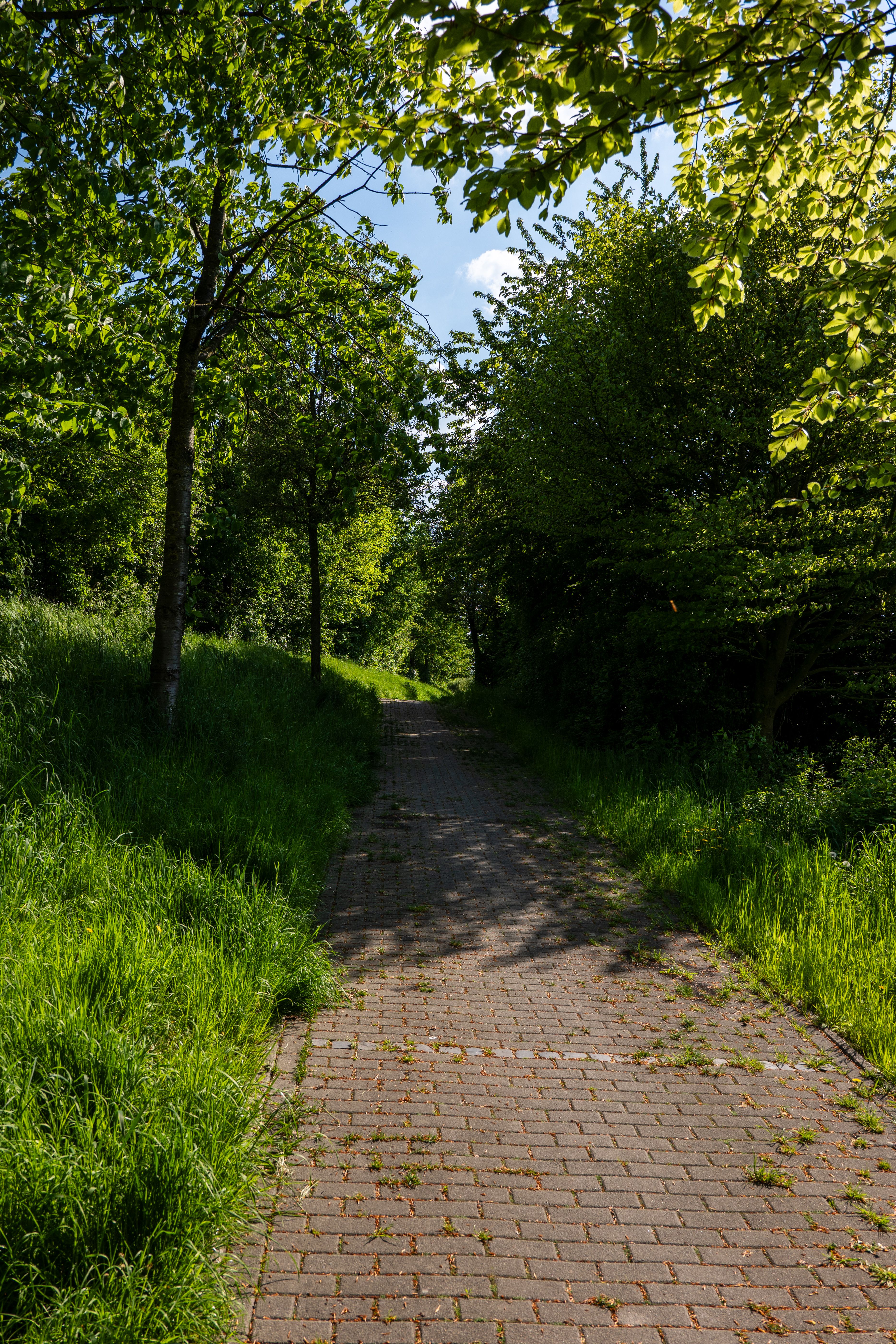 Serene Pathway Through Lush Green Park · Free Stock Photo