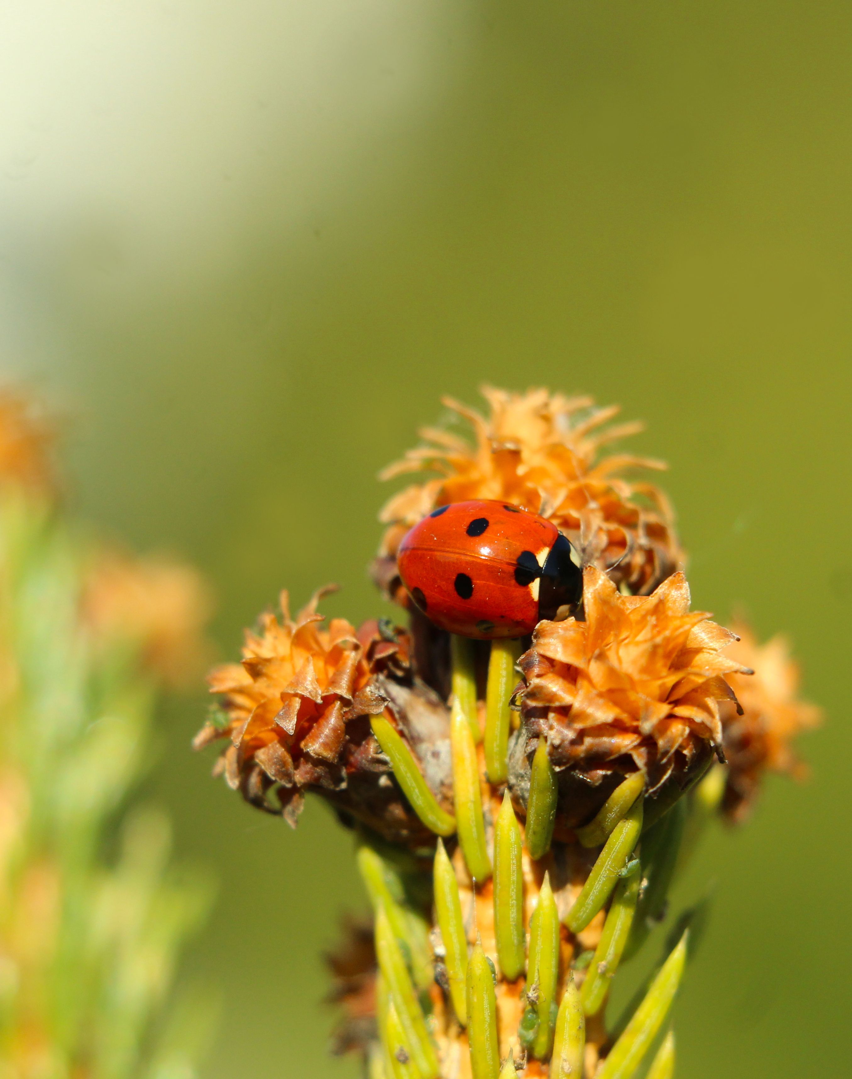 Vibrant ladybug perched on an orange pine cone with a blurred green background.
