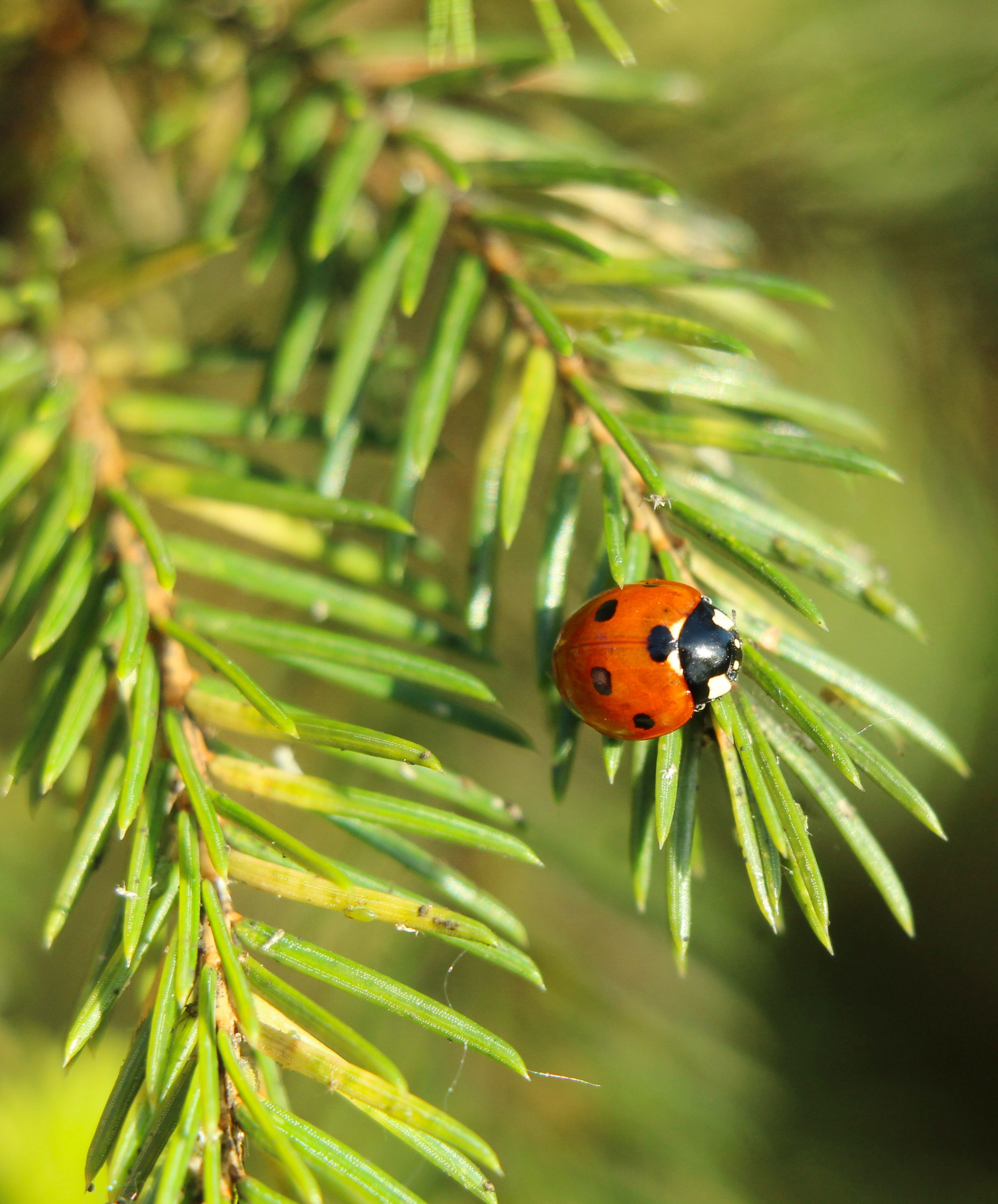 Close-up of Ladybug on Evergreen Branch · Free Stock Photo
