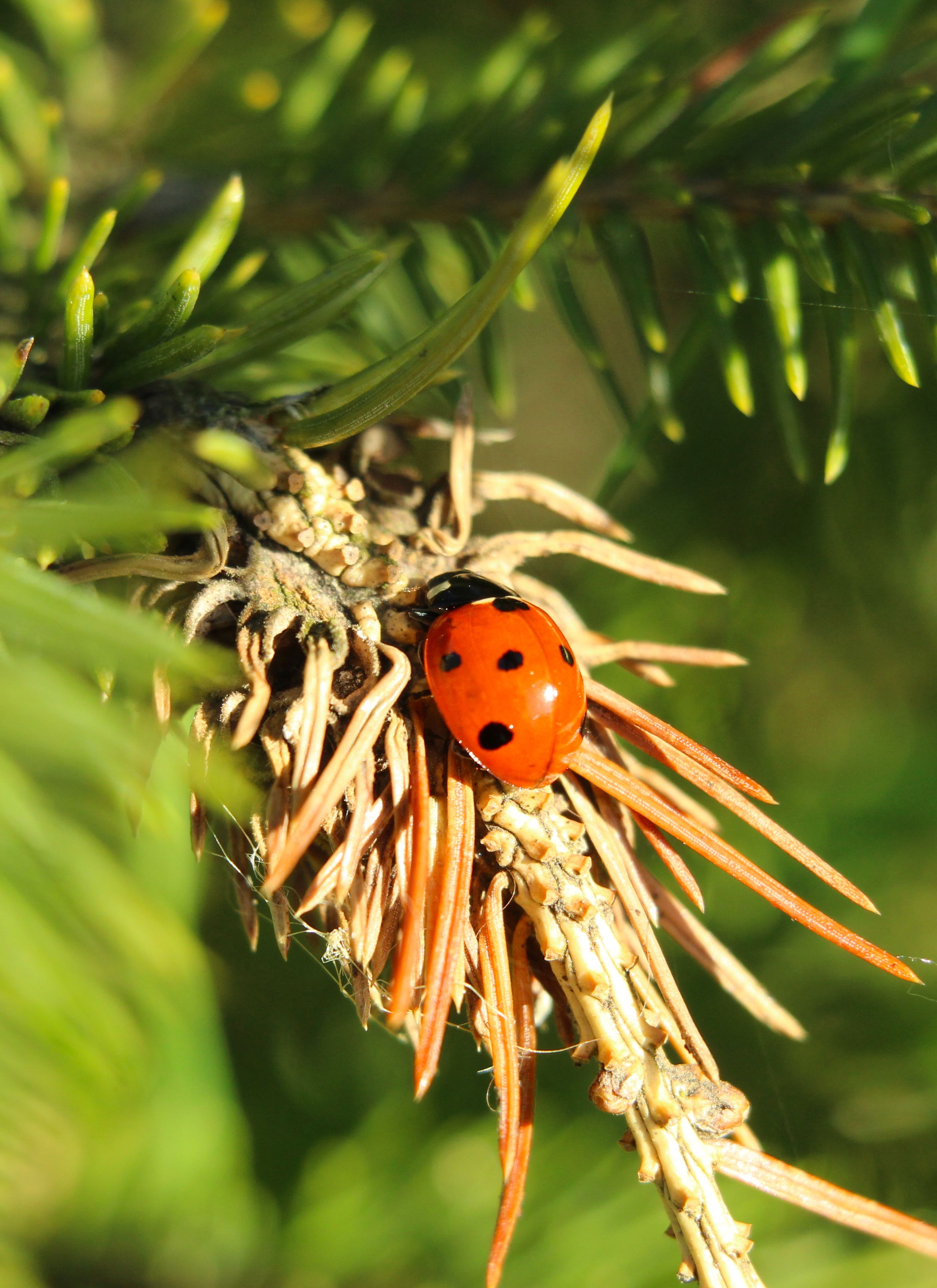 Close-up of Ladybug on Pine Needle · Free Stock Photo