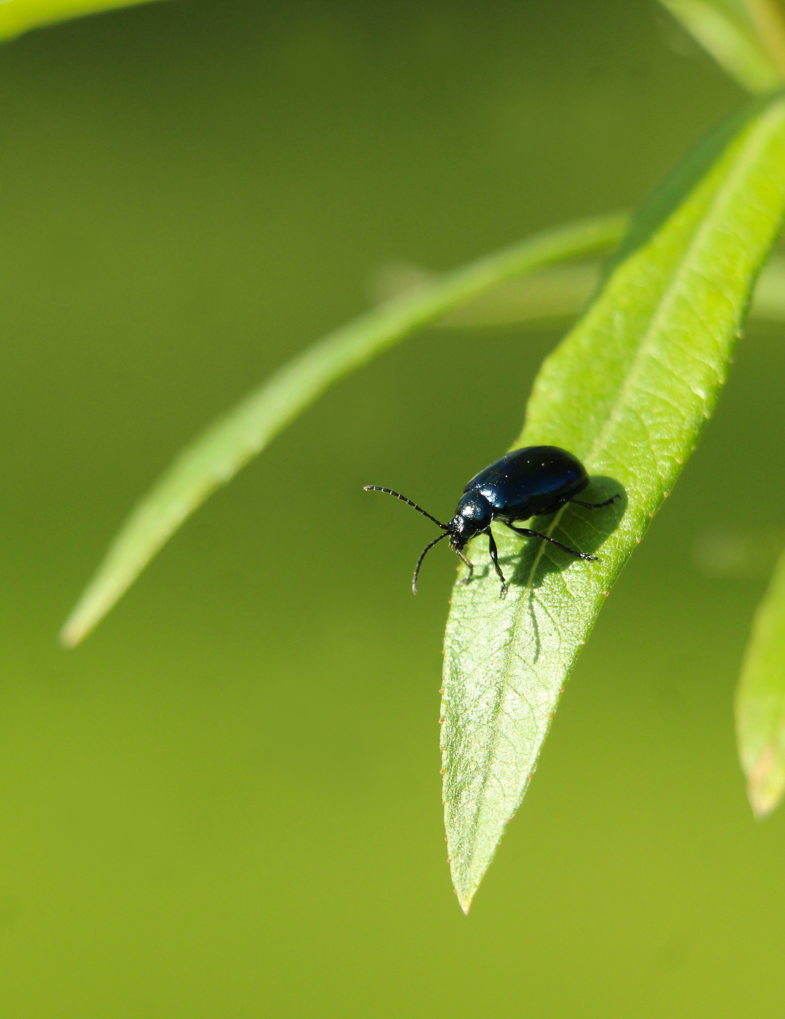 Close-up of Leaf Beetle on a Leaf · Free Stock Photo