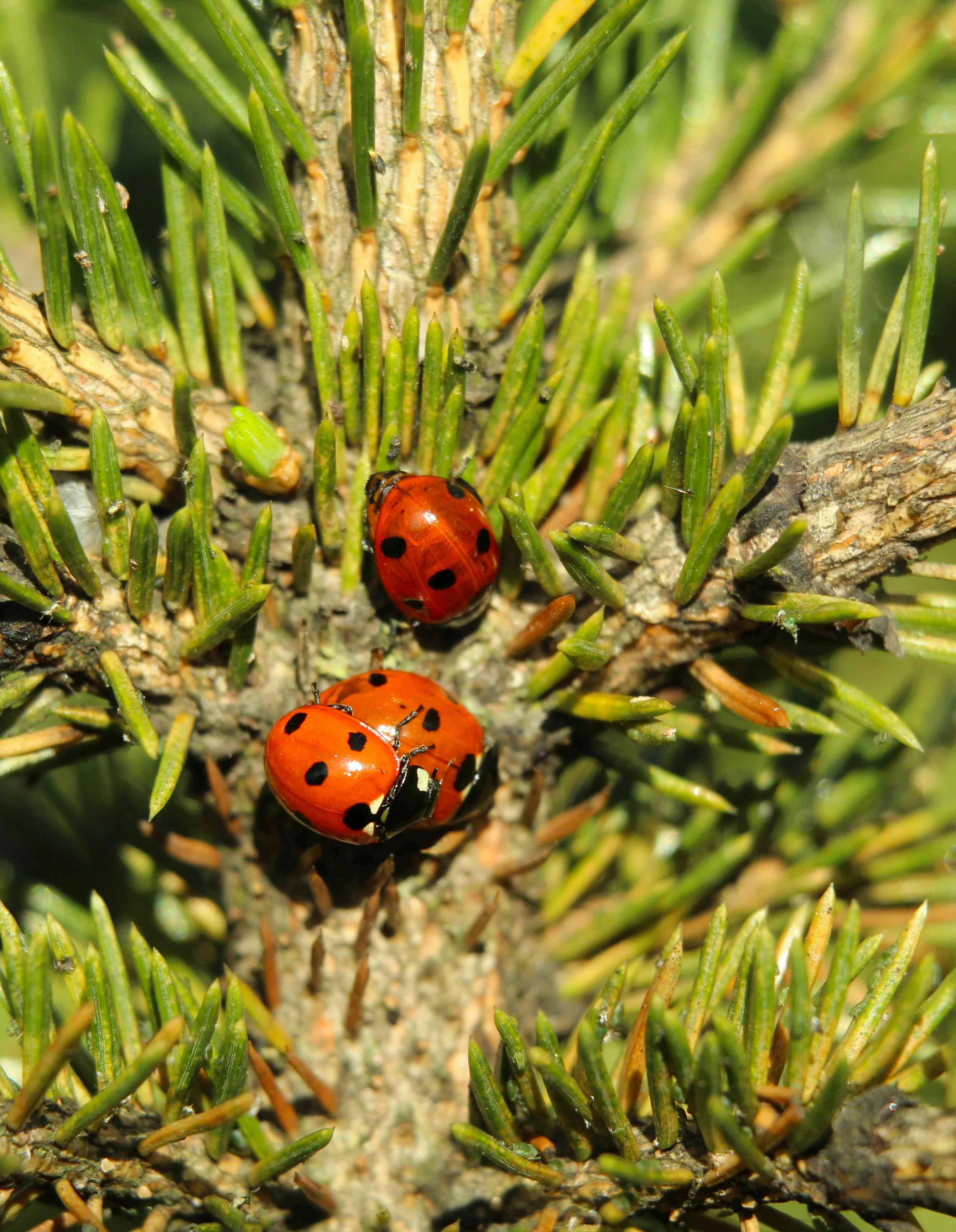 Two vibrant ladybugs crawling on a pine tree branch, showcasing nature's beauty and diversity.