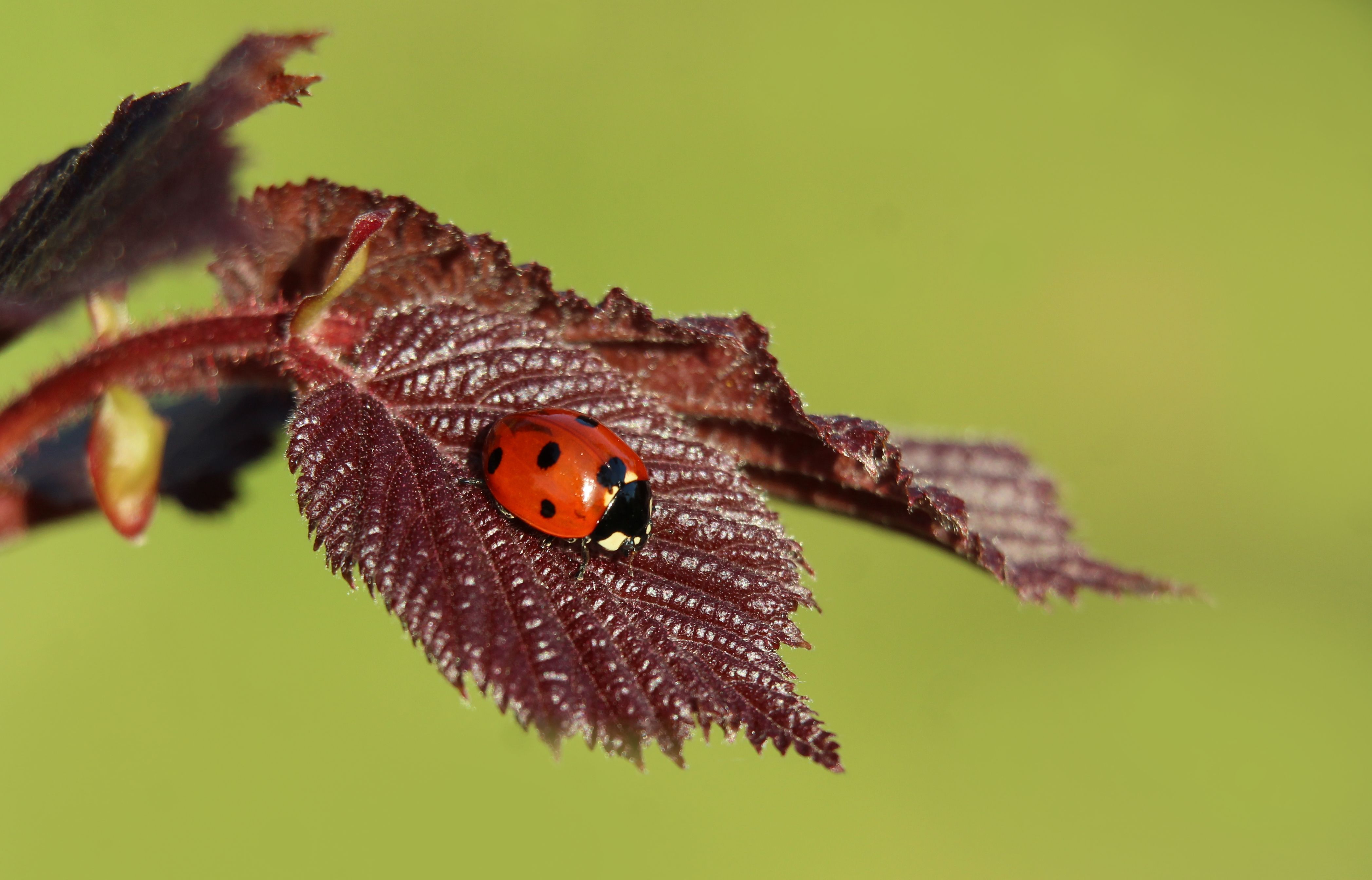 Ladybug Resting on a Burgundy Leaf Close-up · Free Stock Photo