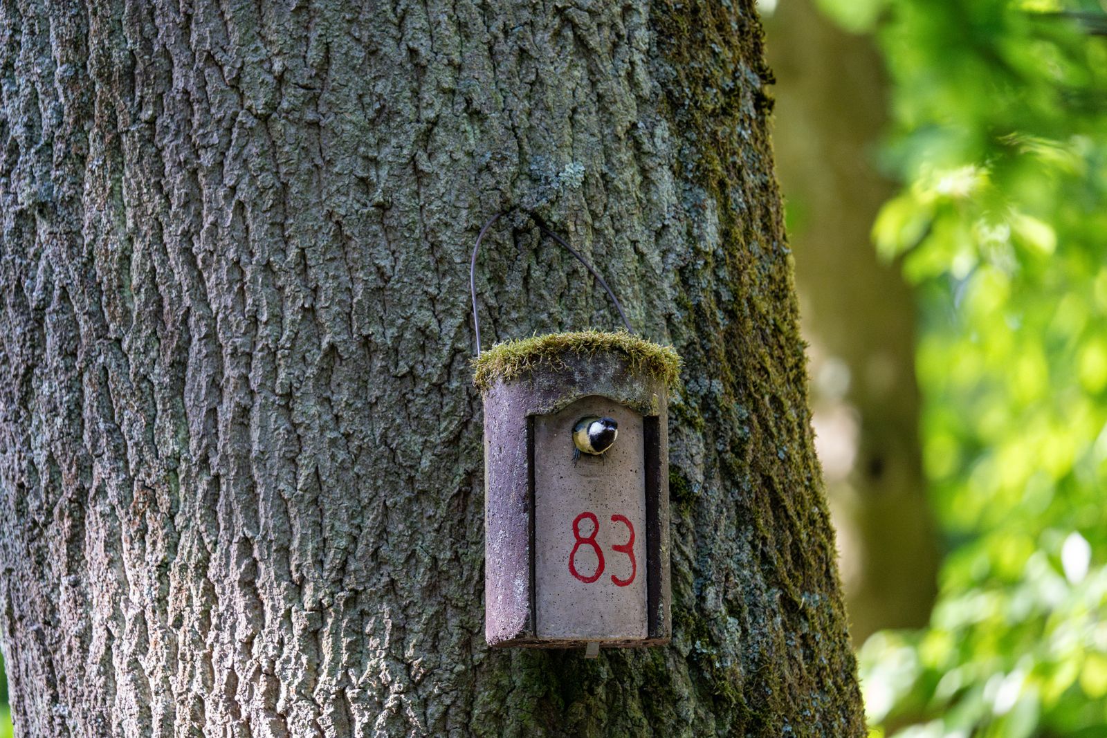 Nichoir en bois pour mésanges fixé sur un tronc d'arbre dans un jardin