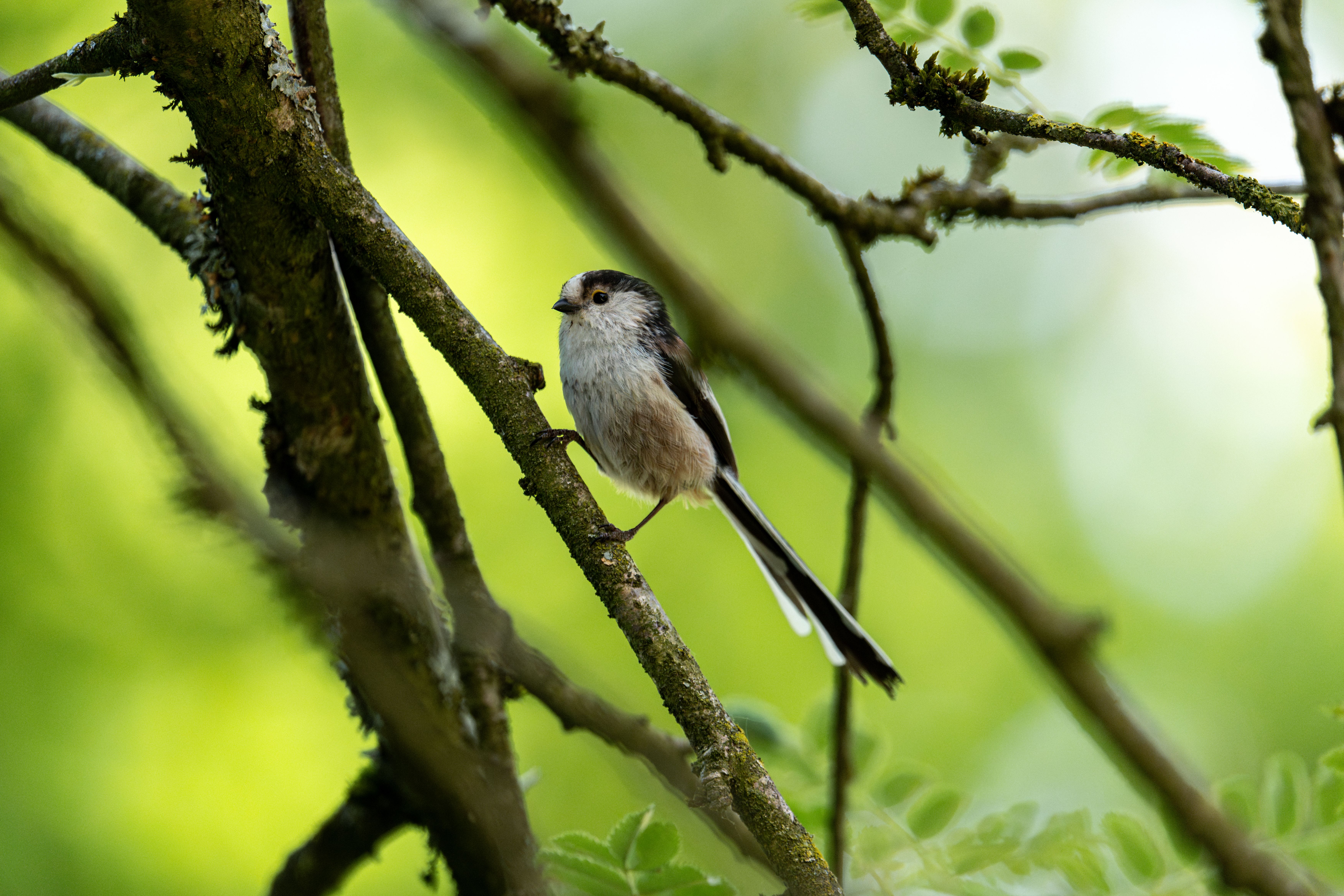 Long-tailed tit British bird profile