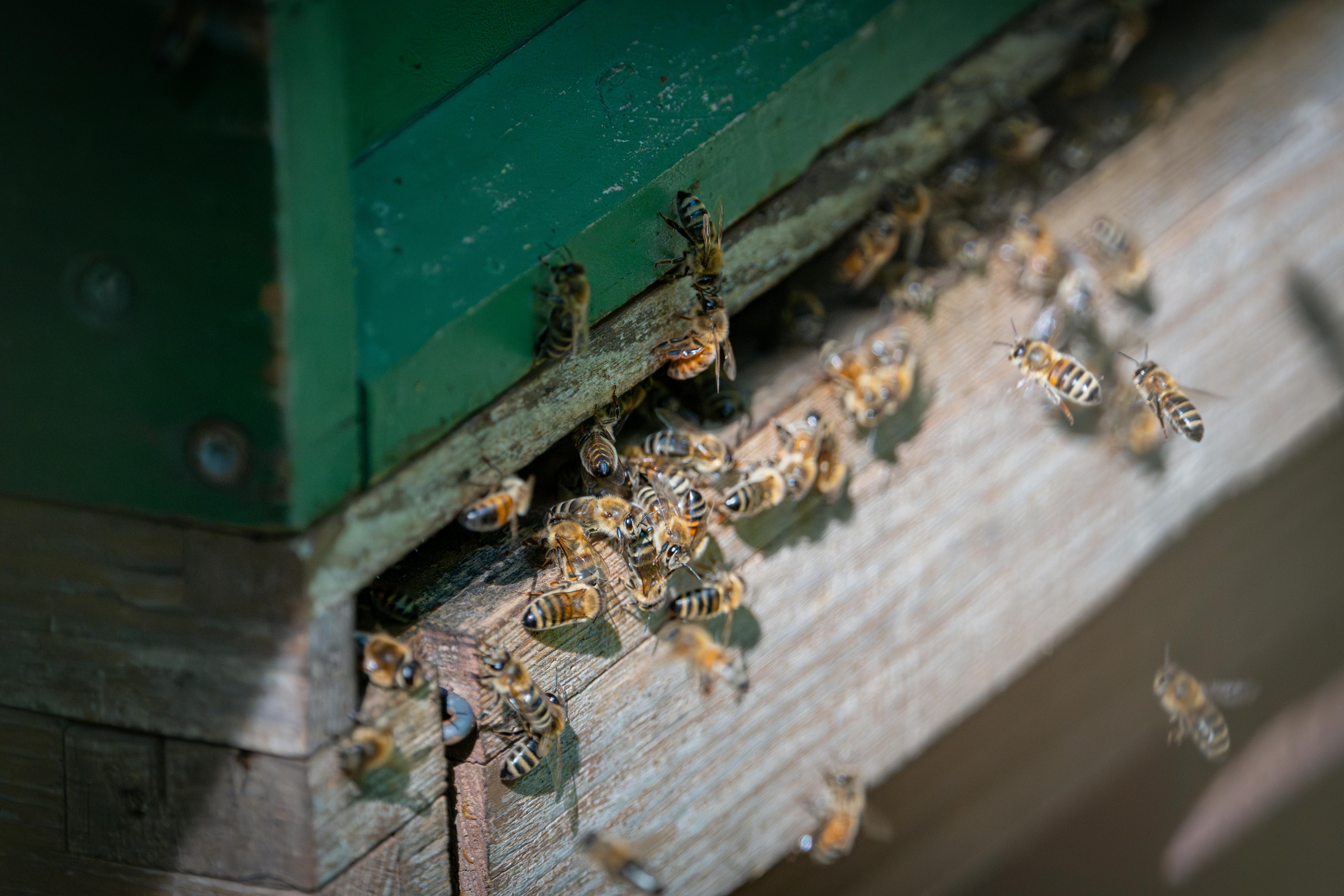 HIVE Stock Surge: A Game Changer for Bitcoin Miners with AI Integration