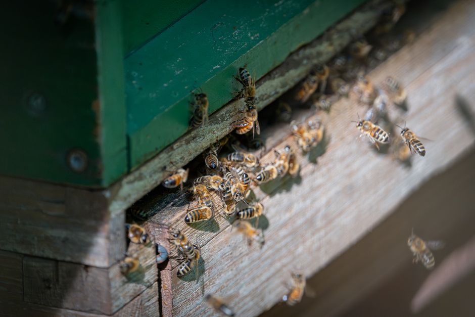 HIVE Stock Surge: A Game Changer for Bitcoin Miners with AI Integration