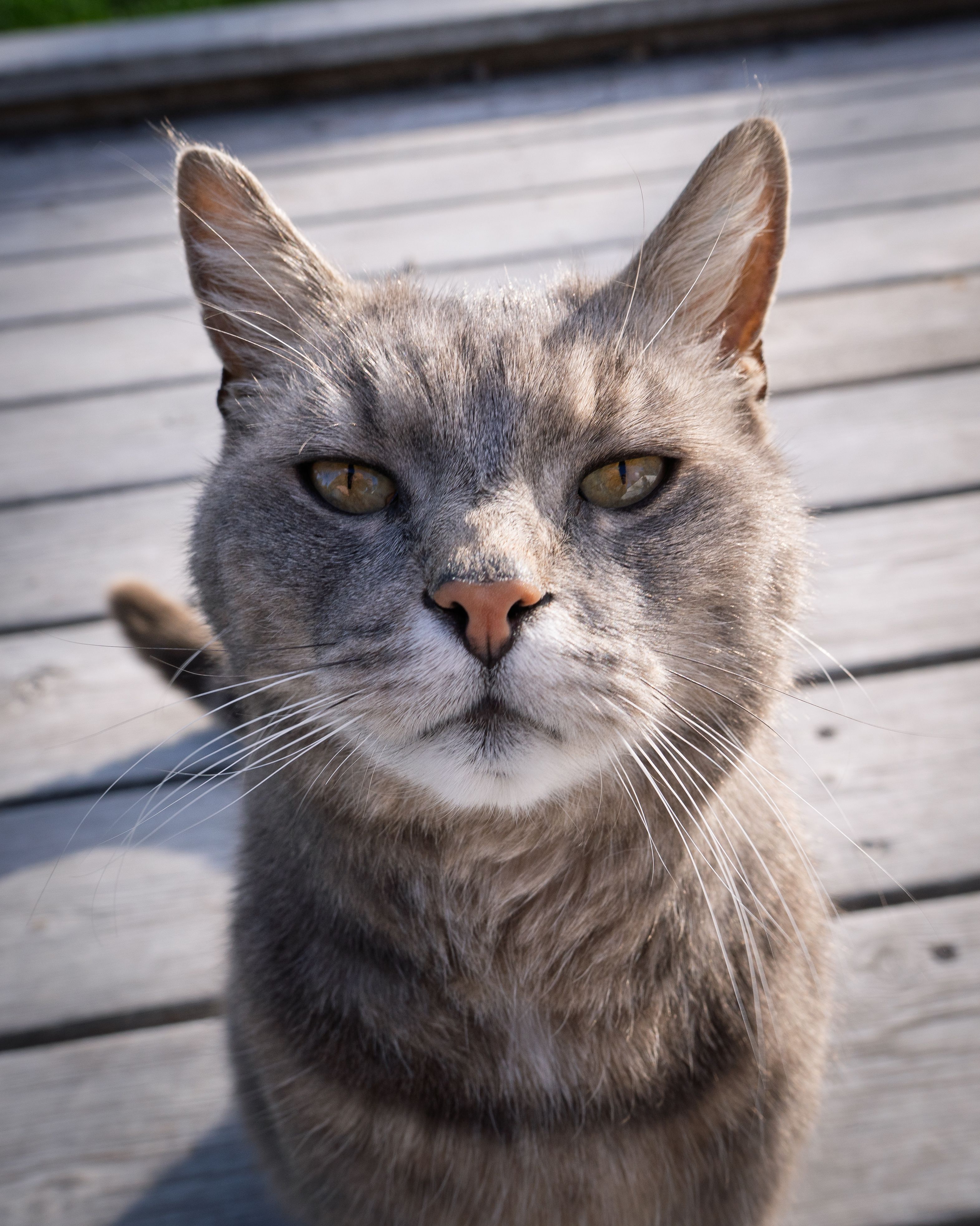 Close-up portrait of a gray cat with striking eyes on a wooden deck outdoors.
